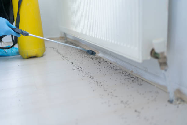Best Flea Control Services  in Worthgton, IN